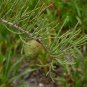Pond Cypress Taxodium ascendens 20 Seeds