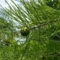Pond Cypress Taxodium ascendens 20 Seeds