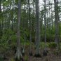 Pond Cypress Taxodium ascendens 20 Seeds