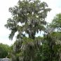 Pond Cypress Taxodium ascendens 20 Seeds