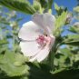 Marshmallow Althaea officinalis 100 Seeds
