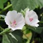 Marshmallow Althaea officinalis 100 Seeds