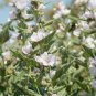 Marshmallow Althaea officinalis 100 Seeds