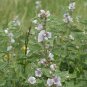 Marshmallow Althaea officinalis 100 Seeds
