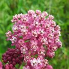 Swamp Milkweed Asclepias incarnata 100 Seeds Swamp Milkweed Asclepias incarnata 100 Seeds