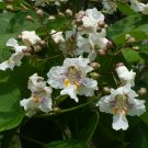 Southern Catalpa Catalpa bignonioides 100 Seeds Southern Catalpa Catalpa bignonioides 100 Seeds