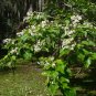 Southern Catalpa Catalpa bignonioides 100 Seeds