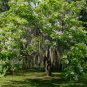Southern Catalpa Catalpa bignonioides 100 Seeds