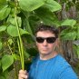 Southern Catalpa Catalpa bignonioides 100 Seeds