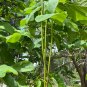 Southern Catalpa Catalpa bignonioides 100 Seeds