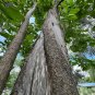 Southern Catalpa Catalpa bignonioides 100 Seeds