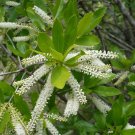 White Titi Cyrilla racemiflora 100 Seeds White Titi Cyrilla racemiflora 100 Seeds