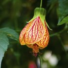 Flowering Maple Mix  Abutilon hybridum  100 Seeds
