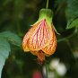 Flowering Maple Mix Abutilon hybridum 100 Seeds