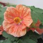 Flowering Maple Mix Abutilon hybridum 100 Seeds