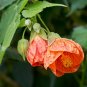 Flowering Maple Mix Abutilon hybridum 100 Seeds