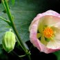 Flowering Maple Mix Abutilon hybridum 100 Seeds