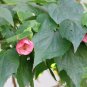 Flowering Maple Mix Abutilon hybridum 100 Seeds