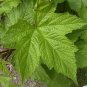 Flowering Maple Mix Abutilon hybridum 100 Seeds
