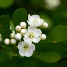 Littlehip Hawthorn Crataegus spathulata 10 Seeds
