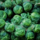 Brussels Sprouts 100 Seeds Brassica oleracea