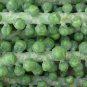 Brussels Sprouts 100 Seeds Brassica oleracea