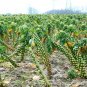 Brussels Sprouts 100 Seeds Brassica oleracea
