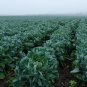 Brussels Sprouts 100 Seeds Brassica oleracea