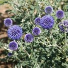 Globe Thistle  100 Seeds  Echinops ritro