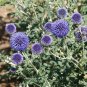 Globe Thistle  100 Seeds  Echinops ritro