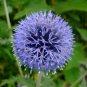 Globe Thistle  100 Seeds  Echinops ritro