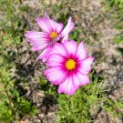 Garden Cosmos  100 Seeds  Cosmos bipinnatus