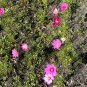 Garden Cosmos  100 Seeds  Cosmos bipinnatus