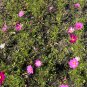 Garden Cosmos  100 Seeds  Cosmos bipinnatus