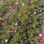 Garden Cosmos  100 Seeds  Cosmos bipinnatus