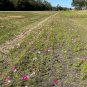 Garden Cosmos  100 Seeds  Cosmos bipinnatus