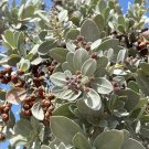 Silver Buttonwood Conocarpus erectus 100 Seeds Silver Buttonwood Conocarpus erectus 100 Seeds
