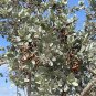 Silver Buttonwood Conocarpus erectus 100 Seeds