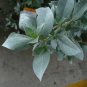 Silver Buttonwood Conocarpus erectus 100 Seeds