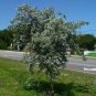 Silver Buttonwood Conocarpus erectus 100 Seeds