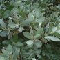 Silver Buttonwood Conocarpus erectus 100 Seeds