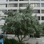 Silver Buttonwood Conocarpus erectus 100 Seeds