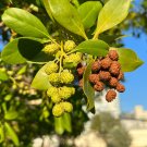 Green Buttonwood Conocarpus erectus 100 Seeds