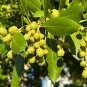 Green Buttonwood Conocarpus erectus 100 Seeds