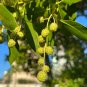 Green Buttonwood Conocarpus erectus 100 Seeds