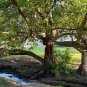 Green Buttonwood Conocarpus erectus 100 Seeds