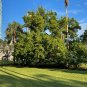 Green Buttonwood Conocarpus erectus 100 Seeds