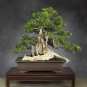 Green Buttonwood Conocarpus erectus 100 Seeds