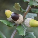 Holly Oak Holm Oak Quercus ilex 5 Seeds Holly Oak Holm Oak Quercus ilex 5 Seeds