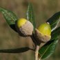Holly Oak Holm Oak Quercus ilex 5 Seeds